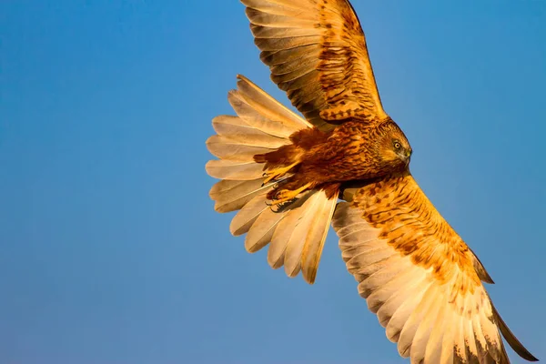 Flying hawk. Western Marsh Harrier. Nature background.