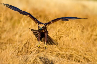 Uçan şahin. Batı Bataklık Harrier. Doğa arka planı.