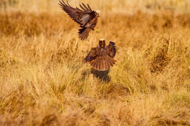 Uçan şahin. Batı Bataklık Harrier. Doğa arka planı.