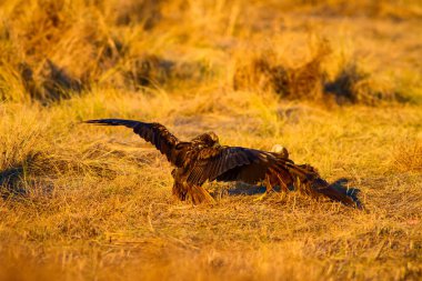 Uçan şahin. Batı Bataklık Harrier. Doğa arka planı.