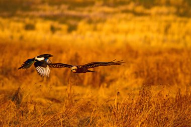 Uçan şahin. Batı Bataklık Harrier. Doğa arka planı.