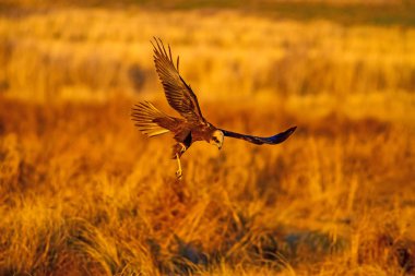 Uçan şahin. Batı Bataklık Harrier. Doğa arka planı.