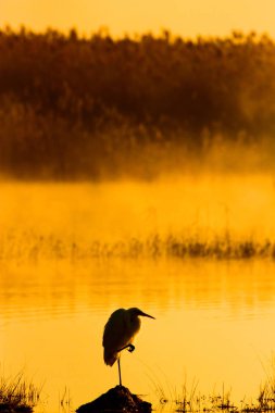 Sisli doğa ve kuşlar. Sisli göl arka planı. kuşlar: Mallard. Anas platyrhynchos.