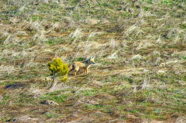 Sevimli tilki. Doğa habitat arka plan. 