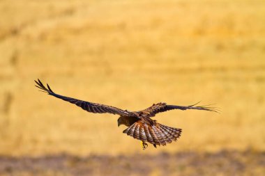 Yırtıcı kuş. Uçan şahin. Doğa arka planı.