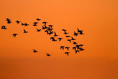 Gün batımı ve kuşlar. Kuş silueti. Gün batımı doğa arka plan.