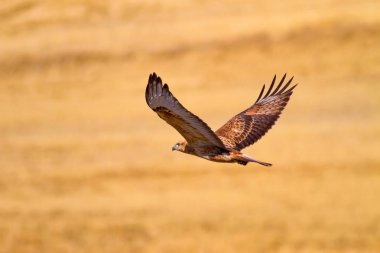 Yırtıcı kuş. Uçan şahin. Doğa arka planı.
