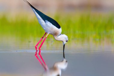 Sevimli kuş siyah kanatlı Stilt. Doğa arka planı. Siyah kanatlı Stilt Himantopus himantopus.