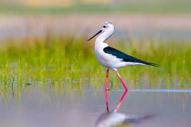 Sevimli kuş siyah kanatlı Stilt. Doğa arka planı. Siyah kanatlı Stilt Himantopus himantopus.