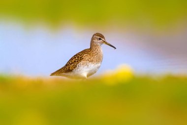 Sevimli kuş Ortak Sandpiper. Doğal Arka Plan. Aktiit hipoleukoları. Bafa Gölü. Türkiye.