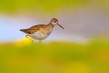 Sevimli kuş Ortak Sandpiper. Doğal Arka Plan. Aktiit hipoleukoları. Bafa Gölü. Türkiye.