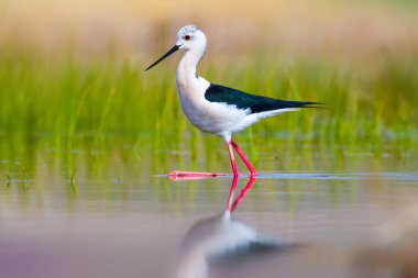 Sevimli kuş siyah kanatlı Stilt. Doğa arka planı. Siyah kanatlı Stilt Himantopus himantopus.