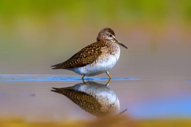 Sevimli kuş Sandpiper. Sıcak renkler doğa arka plan. Marsh Sandpiper. Tringa stagnatilis. Asya, Avrupa, Afrika, Amerika ortak kuş türleri. 