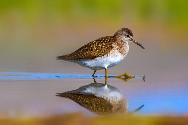Sevimli kuş Sandpiper. Sıcak renkler doğa arka plan. Marsh Sandpiper. Tringa stagnatilis. Asya, Avrupa, Afrika, Amerika ortak kuş türleri. 