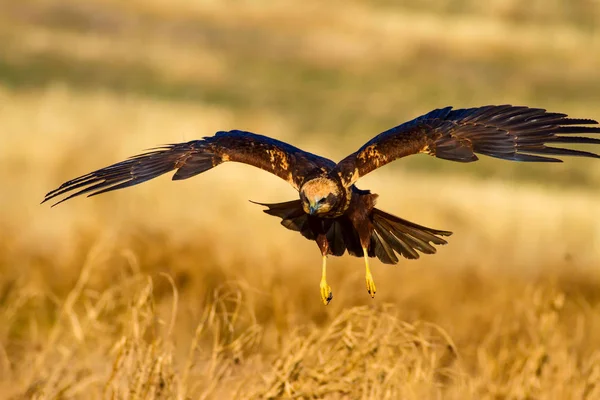 Uçan şahin. Batı Bataklık Harrier. Doğa arka planı.