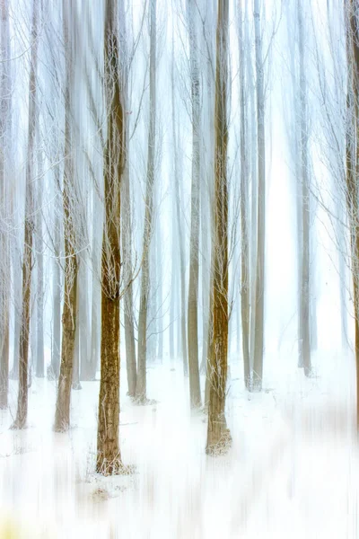 Abstrakcyjny Charakter Tła Mgliste Zimowe Poranek Las Topoli Drzewa — Zdjęcie stockowe