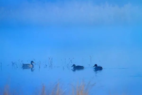 雾化的自然和鸟类 雾湖背景 马拉德 阿纳斯 普拉蒂尔欣乔斯 — 图库照片