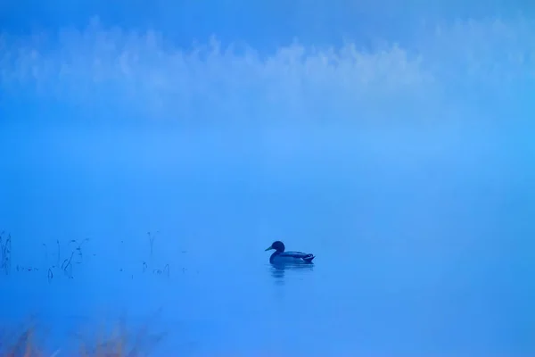 Foggy nature and birds. Foggy lake background. birds: Mallard. Anas platyrhynchos.