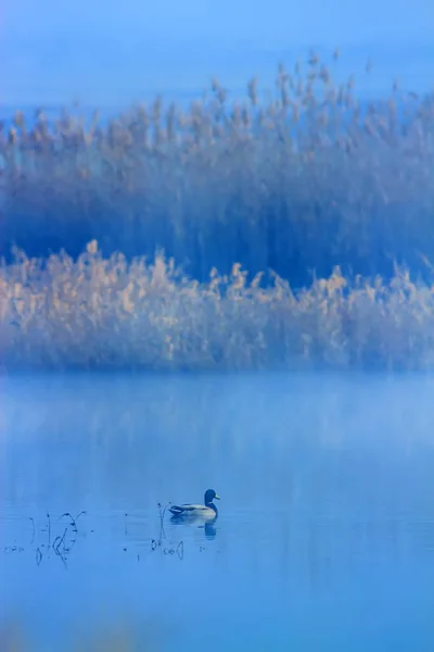 Foggy nature and birds. Foggy lake background. birds: Mallard. Anas platyrhynchos.