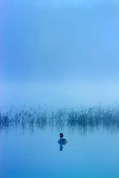 Foggy nature and birds. Foggy lake background. birds: Mallard. Anas platyrhynchos.