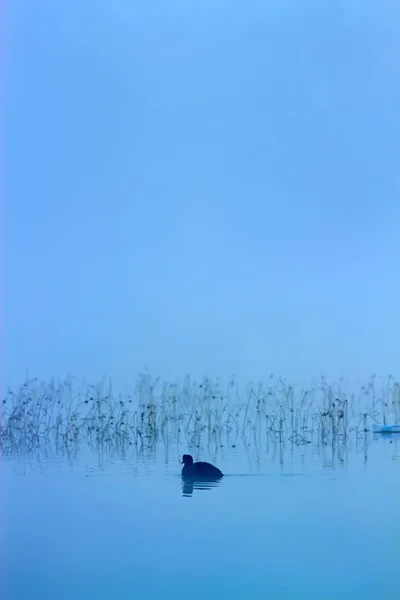 Foggy nature and birds. Foggy lake background. birds: Mallard. Anas platyrhynchos.