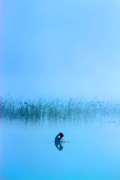 Foggy nature and birds. Foggy lake background. birds: Mallard. Anas platyrhynchos.