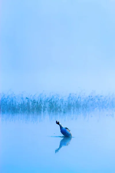 Natureza Nebulosa Pássaros Fundo Lago Nebuloso Aves Mallard Anas Platyrhynchos — Fotografia de Stock