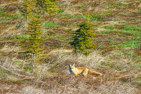 Bella Volpe Sfondo Habitat Naturale — Foto Stock