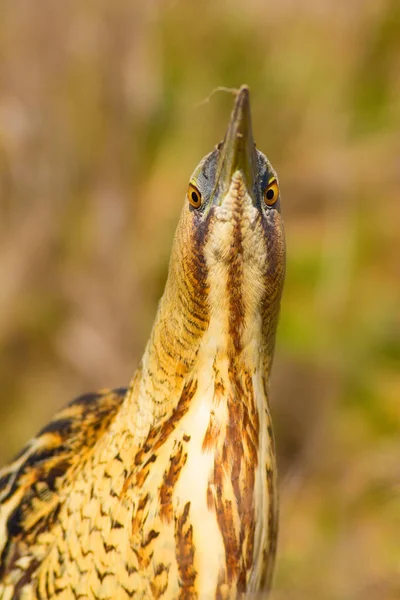 Příroda Pták Pták Biasijský Bittern Botaurus Stellaris Pozadí Žlutého Hnědého — Stock fotografie