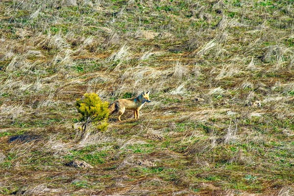Niedlicher Fuchs Hintergrund Lebensraum Natur — Stockfoto