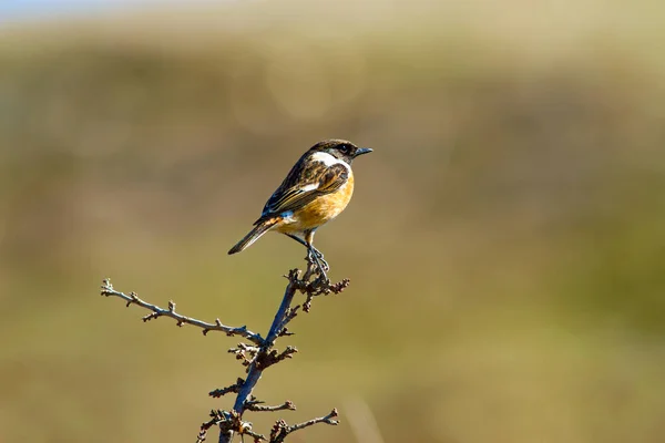 Roztomilá Malá Ptáčka Pozadí Přírodních Stanovišť Pták Evropský Stonechat Křenice — Stock fotografie