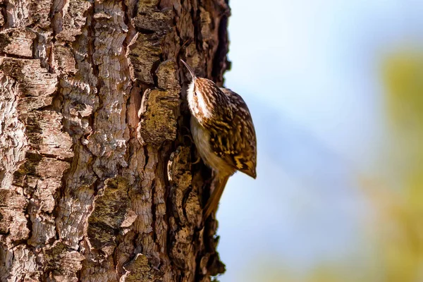 cute bird climbing tree. Forest bird. Forest Background. Short toed Treecreeper. Certhia brachydactyla.