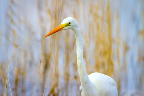 Garza Blanca Grande Fondo Natural — Foto de Stock