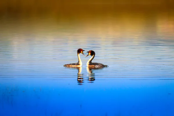 Keluarga Burung Alam Dan Burung Latar Belakang Alami Air Kuning — Stok Foto