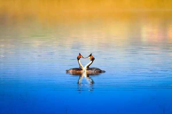 Bird family. Nature and bird. Green yellow water nature background. Bird: Great Crested Grebe. Podiceps cristatus.