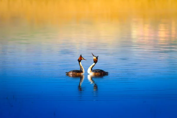 Família Pássaros Natureza Pássaro Verde Amarelo Fundo Natureza Água Great — Fotografia de Stock
