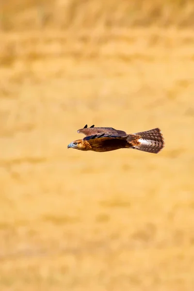 Pássaro Rapina Buzzard Voador Natureza Fundo — Fotografia de Stock