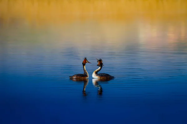 Bird family. Nature and bird. Green yellow water nature background. Bird: Great Crested Grebe. Podiceps cristatus.