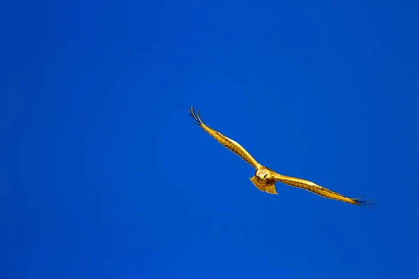 Bird Prey Flying Buzzard Nature Background — Stock Photo, Image