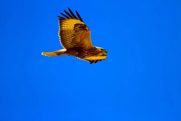 Pássaro Rapina Buzzard Voador Natureza Fundo — Fotografia de Stock