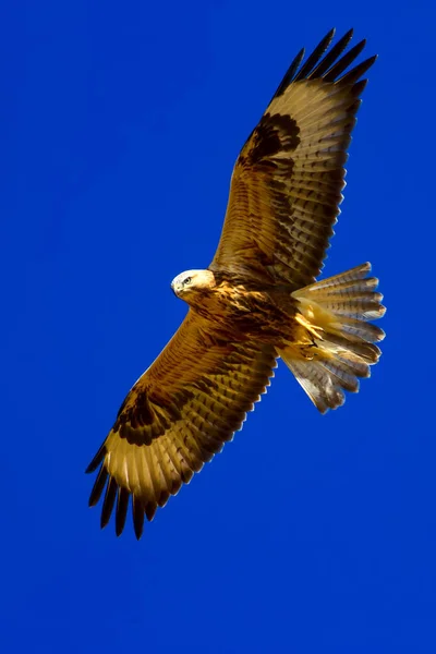 Bird Prey Flying Buzzard Nature Background — Stock Photo, Image