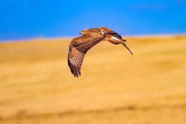 먹이의 새입니다 버저드 — 스톡 사진