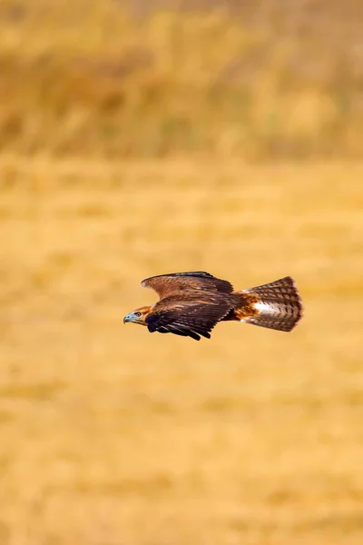 Oiseau Proie Buse Volante Contexte Naturel — Photo