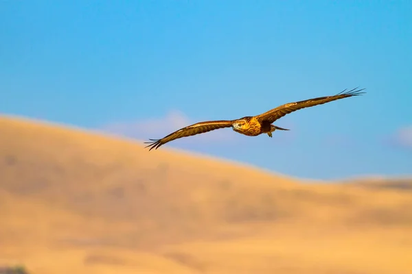 獲物の鳥フライング ブザード 自然の背景 — ストック写真