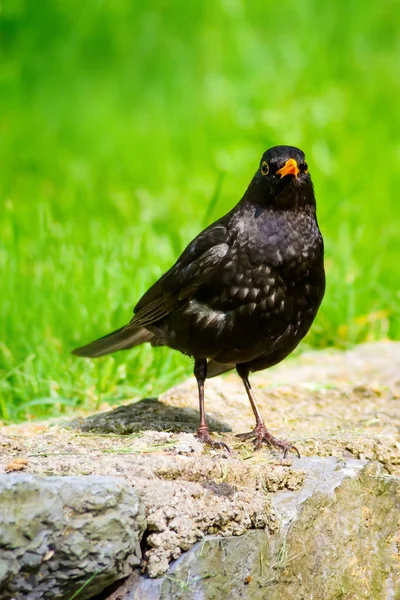 Pájaro Negro Común Turdus Merula Fondo Naturaleza Forestal —  Fotos de Stock