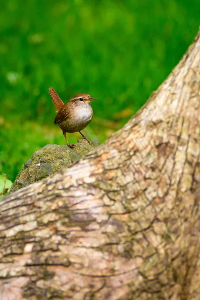 Cute bird. Green natural background. Bird: Eurasian Wren. Troglodytes troglodytes