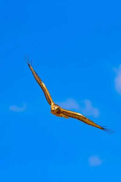 Roofvogel Vliegende Buzzard Natuur Achtergrond — Stockfoto