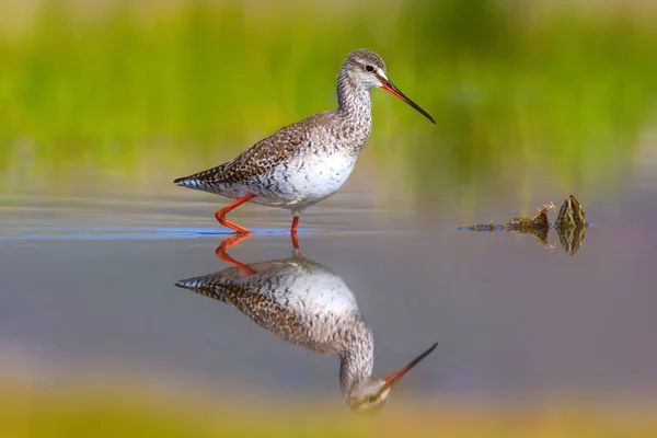 Aves Acuáticas Fondo Hábitat Verde Naturaleza Azul Pájaro Manchado Redshank —  Fotos de Stock