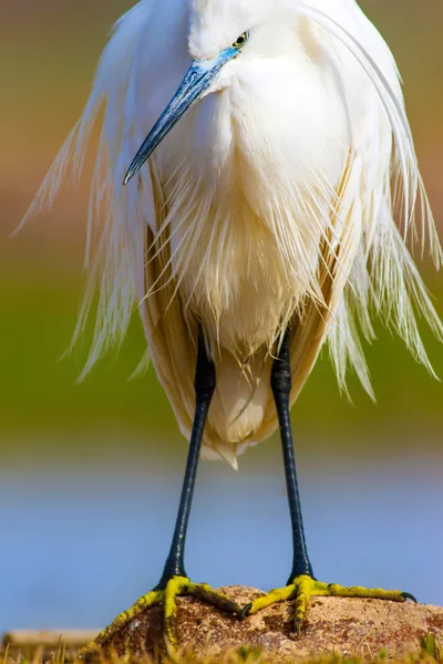 Que Animal Incrível Garça Branca Gira Fundo Natureza Colorida Heron — Fotografia de Stock