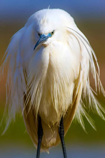 Erstaunliches Tier Weiße Niedliche Reiher Farbenfrohe Natur Hintergrund Reiher Seidenreiher — Stockfoto